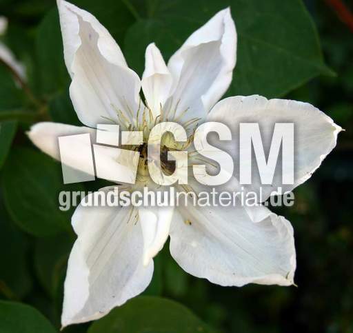 Clematis-1.jpg